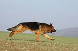 BERGER ALLEMAND 905